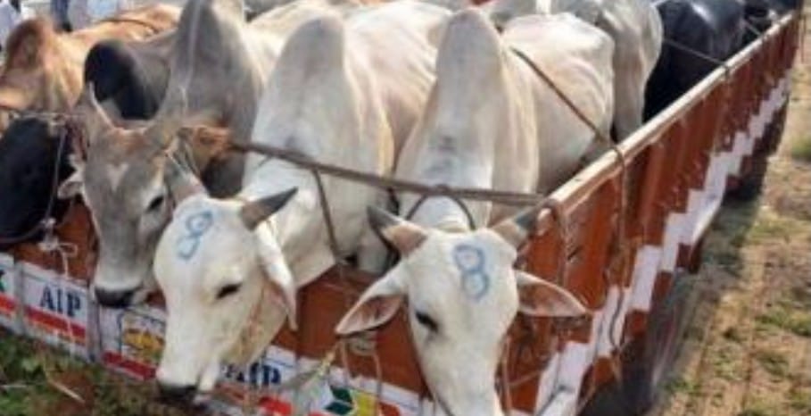 ফালাকাটা থেকে অসমগামী ট্রাক আটক, উদ্ধার ৪০ গবাদি পশু; গ্রেফতার চালক