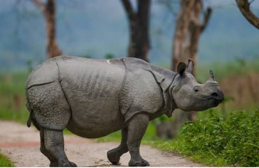 মা-হারা গণ্ডার শাবকের বারবার লোকালয়ে হানা, আতঙ্ক আলিপুরদুয়ারে