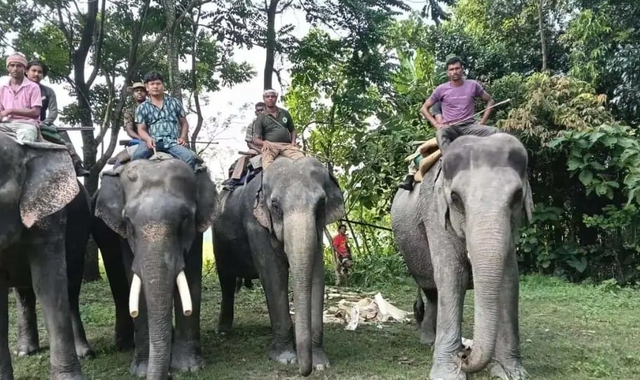 পুজোর মুখে খুলছে জলদাপাড়া, গরুমারা ও বক্সা, জঙ্গল সাফারিতে পর্যটকদের ভিড়ের আশা
