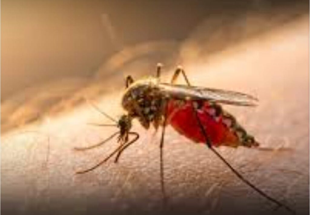 ডেঙ্গু প্রতিরোধে সতর্কতা, এডিস মশার দাপট রুখতে কী করবেন?