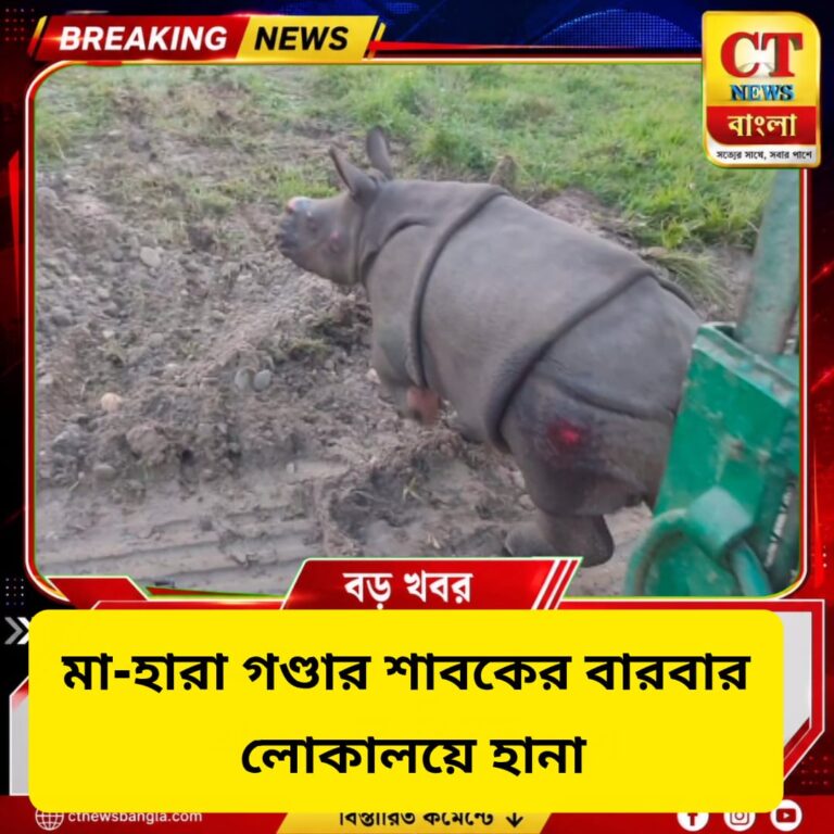 মা-হারা গণ্ডার শাবকের বারবার লোকালয়ে হানা, আতঙ্ক আলিপুরদুয়ারে