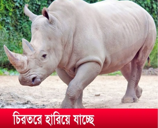 উত্তরাঞ্চলীয় সাদা গণ্ডার বিলুপ্তির পথে, বেঁচে মাত্র ২ স্ত্রী