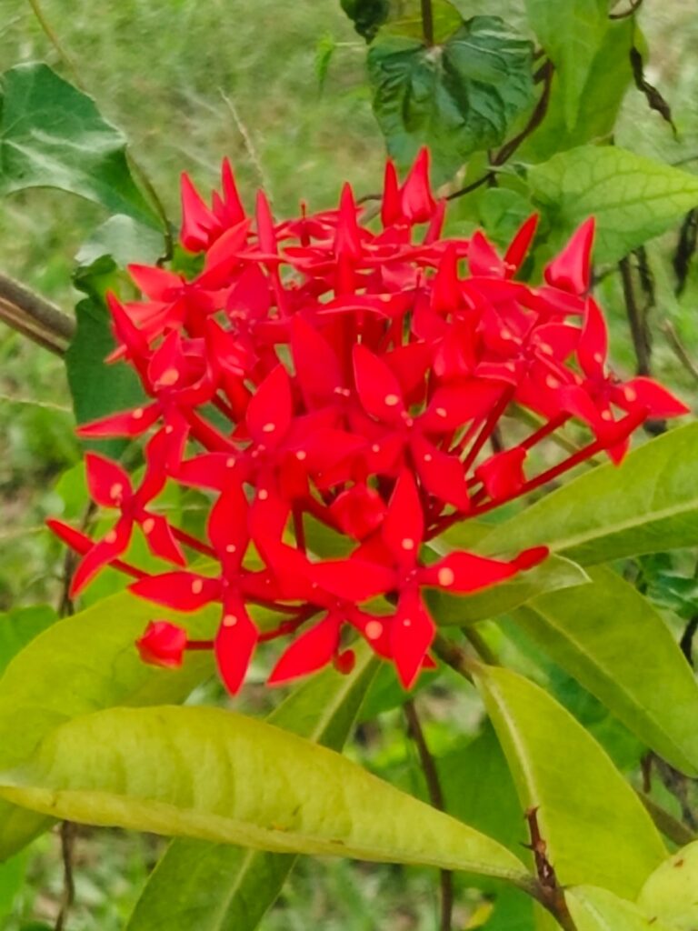 আজও বৃষ্টির পূর্বাভাস, কলকাতা-সহ দক্ষিণবঙ্গে বজ্রবিদ্যুৎ ও দমকা হাওয়া