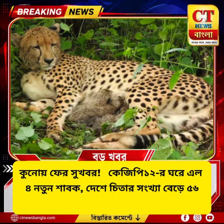 কুনোয় সুখবর! KGP12-এর ঘরে ৪ শাবক, ভারতে চিতার সংখ্যা ৫৬