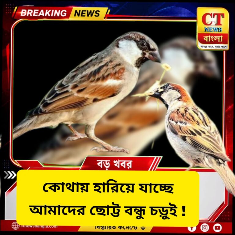 হারিয়ে যাচ্ছে চেনা চড়ুই! শহরের কংক্রিটে কেন কমছে ছোট্ট প্রতিবেশী?