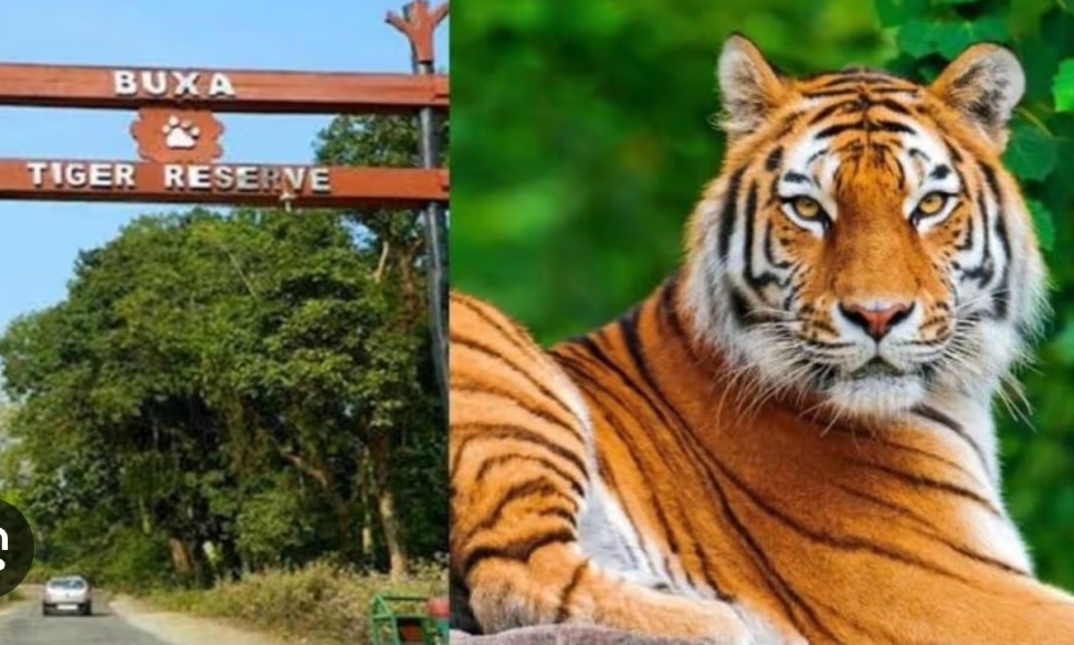 বক্সায় এল ৩ বছরের রয়্যাল বেঙ্গল বাঘিনী, শুরু বাংলার প্রথম বাঘ পুনর্বাসন প্রকল্প
