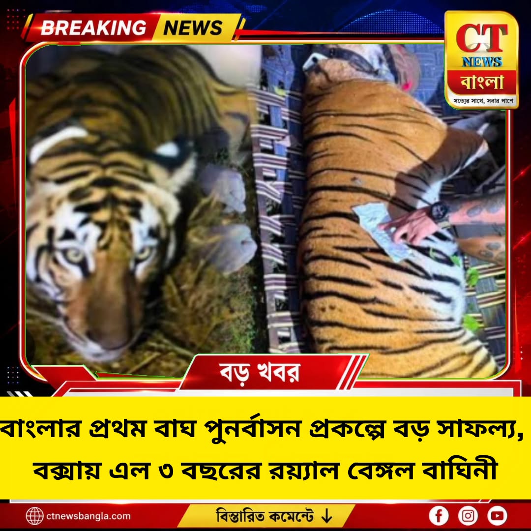 বক্সায় এল ৩ বছরের রয়্যাল বেঙ্গল বাঘিনী, শুরু বাংলার প্রথম বাঘ পুনর্বাসন প্রকল্প