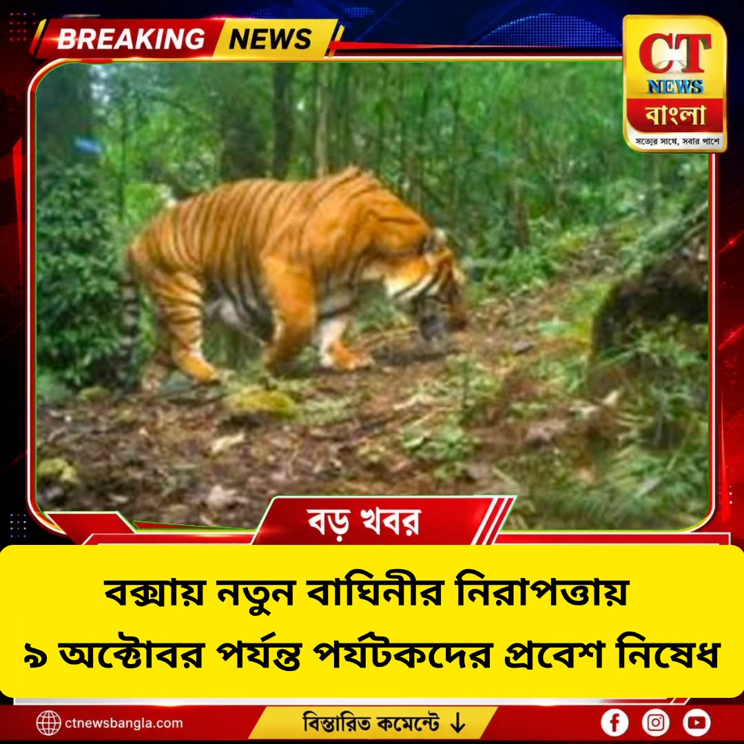বক্সায় নতুন বাঘিনী, ৯ অক্টোবর পর্যন্ত পর্যটকদের প্রবেশ নিষেধ